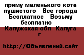 приму маленького кота пушистого - Все города Бесплатное » Возьму бесплатно   . Калужская обл.,Калуга г.